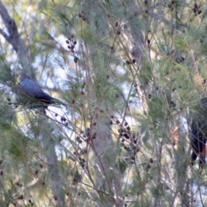 Calyptorhynchus lathami lathami at Moruya, NSW - 10 Sep 2023