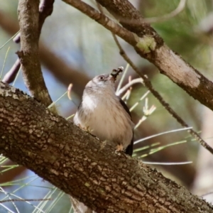 Daphoenositta chrysoptera at Moruya, NSW - 10 Sep 2023