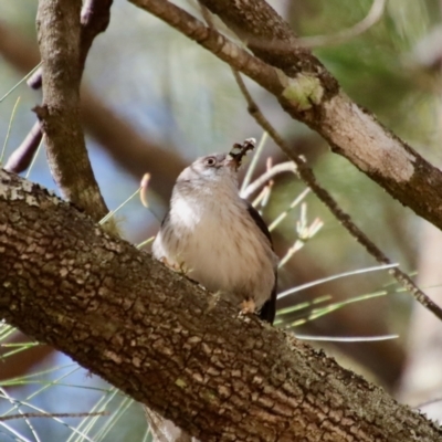 Daphoenositta chrysoptera (Varied Sittella) at Broulee Moruya Nature Observation Area - 10 Sep 2023 by LisaH