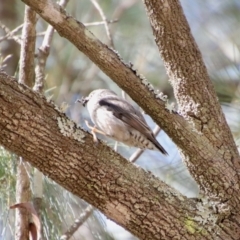 Daphoenositta chrysoptera at Moruya, NSW - 10 Sep 2023