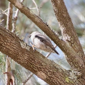 Daphoenositta chrysoptera at Moruya, NSW - suppressed