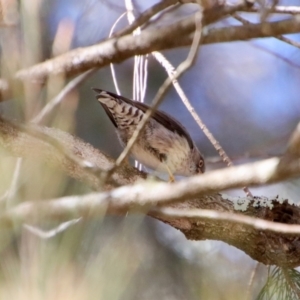 Daphoenositta chrysoptera at Moruya, NSW - 10 Sep 2023