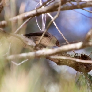 Daphoenositta chrysoptera at Moruya, NSW - 10 Sep 2023