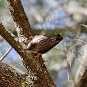 Daphoenositta chrysoptera at Moruya, NSW - 10 Sep 2023