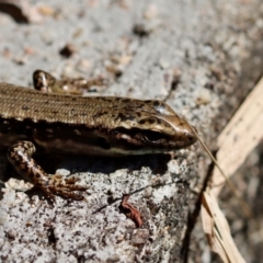 Eulamprus heatwolei (Yellow-bellied Water Skink) at Broulee Moruya Nature Observation Area - 10 Sep 2023 by LisaH
