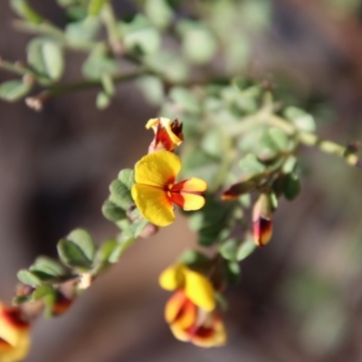 Bossiaea obcordata (Spiny Bossiaea) at Broulee Moruya Nature Observation Area - 10 Sep 2023 by LisaH