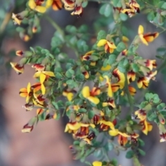 Bossiaea obcordata at Moruya, NSW - suppressed