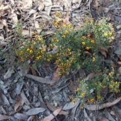 Bossiaea obcordata at Moruya, NSW - suppressed