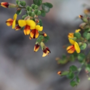 Bossiaea obcordata at Moruya, NSW - suppressed