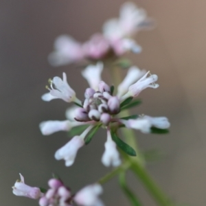 Poranthera ericifolia at Moruya, NSW - 10 Sep 2023