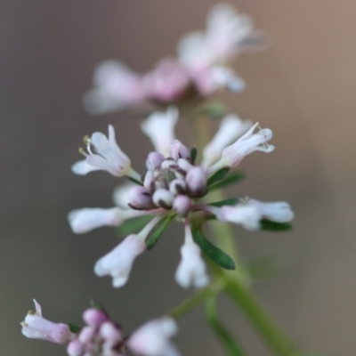 Poranthera ericifolia at Broulee Moruya Nature Observation Area - 10 Sep 2023 by LisaH