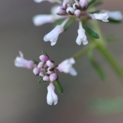 Poranthera ericifolia at Moruya, NSW - 10 Sep 2023