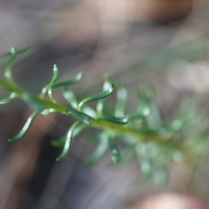 Poranthera ericifolia at Moruya, NSW - 10 Sep 2023