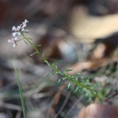 Poranthera ericifolia at Moruya, NSW - 10 Sep 2023