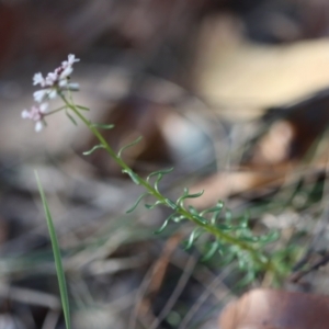 Poranthera ericifolia at Moruya, NSW - 10 Sep 2023