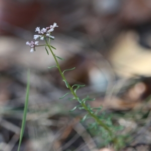 Poranthera ericifolia at Moruya, NSW - 10 Sep 2023