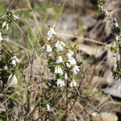 Styphelia fletcheri subsp. brevisepala (Twin Flower Beard-Heath) at Stromlo, ACT - 8 Sep 2023 by JimL