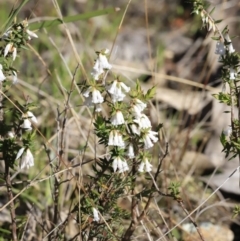 Leucopogon fletcheri subsp. brevisepalus (Twin Flower Beard-Heath) at Block 402 - 8 Sep 2023 by JimL