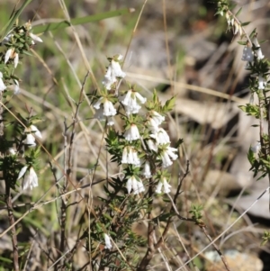 Leucopogon fletcheri subsp. brevisepalus at Stromlo, ACT - 9 Sep 2023