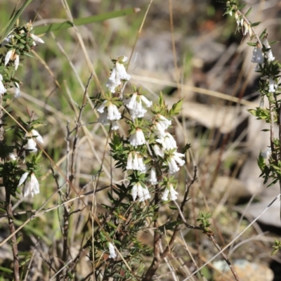 Leucopogon fletcheri subsp. brevisepalus (Twin Flower Beard-Heath) at Stromlo, ACT - 8 Sep 2023 by JimL