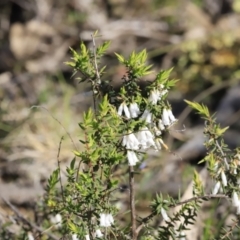 Styphelia fletcheri subsp. brevisepala at Stromlo, ACT - 9 Sep 2023