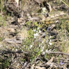 Leucopogon fletcheri subsp. brevisepalus at Stromlo, ACT - 9 Sep 2023