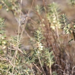 Melichrus urceolatus (Urn Heath) at Stromlo, ACT - 8 Sep 2023 by JimL