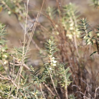 Melichrus urceolatus (Urn Heath) at Stromlo, ACT - 8 Sep 2023 by JimL