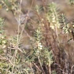 Melichrus urceolatus (Urn Heath) at Piney Ridge - 8 Sep 2023 by JimL