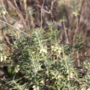 Melichrus urceolatus at Stromlo, ACT - 9 Sep 2023 08:25 AM