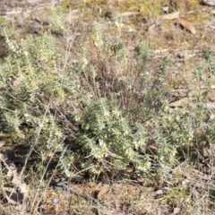 Melichrus urceolatus at Stromlo, ACT - 9 Sep 2023