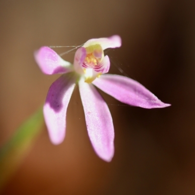 Caladenia carnea (Pink Fingers) at Broulee Moruya Nature Observation Area - 10 Sep 2023 by LisaH