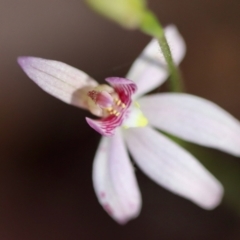 Caladenia carnea at Moruya, NSW - suppressed