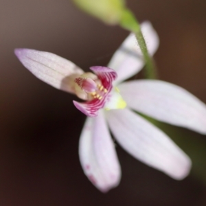 Caladenia carnea at Moruya, NSW - suppressed