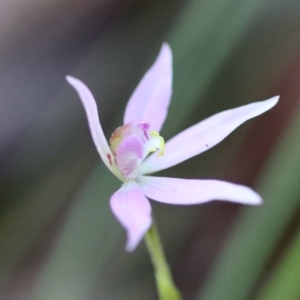 Caladenia carnea at Moruya, NSW - suppressed