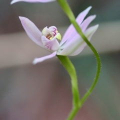 Caladenia carnea at Moruya, NSW - suppressed