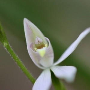 Caladenia carnea at Moruya, NSW - suppressed