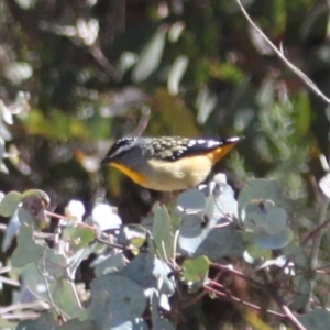 Pardalotus punctatus at Rendezvous Creek, ACT - 10 Sep 2023