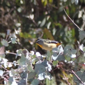 Pardalotus punctatus at Rendezvous Creek, ACT - 10 Sep 2023