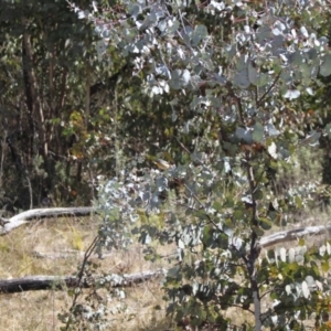 Pardalotus punctatus at Rendezvous Creek, ACT - 10 Sep 2023