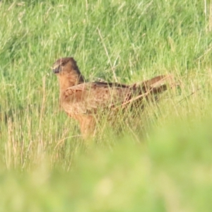 Circus approximans at Fyshwick, ACT - 10 Sep 2023 05:01 PM