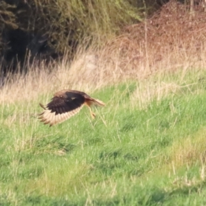 Circus approximans at Fyshwick, ACT - 10 Sep 2023 05:01 PM