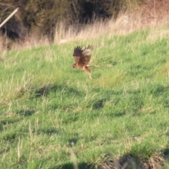 Circus approximans at Fyshwick, ACT - 10 Sep 2023 05:01 PM