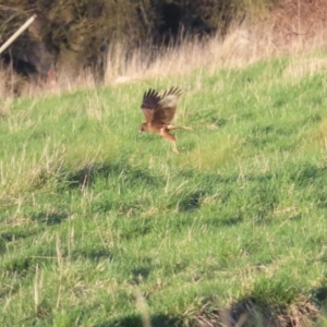 Circus approximans at Fyshwick, ACT - 10 Sep 2023 05:01 PM