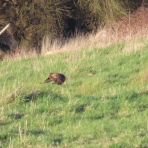 Circus approximans at Fyshwick, ACT - 10 Sep 2023 05:01 PM