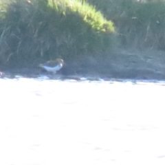 Actitis hypoleucos (Common Sandpiper) at Jerrabomberra Wetlands - 10 Sep 2023 by BenW