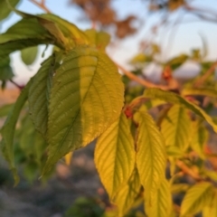 Prunus avium (Cherry) at Tuggeranong, ACT - 9 Sep 2023 by KumikoCallaway