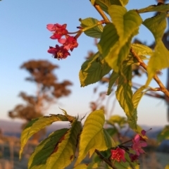 Prunus avium at Tuggeranong, ACT - 10 Sep 2023