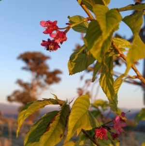 Prunus avium at Tuggeranong, ACT - 10 Sep 2023