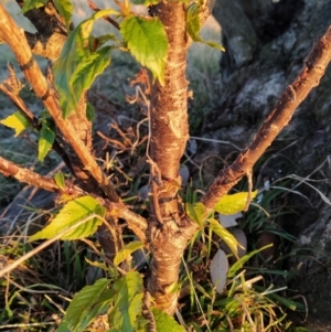 Prunus avium at Tuggeranong, ACT - 10 Sep 2023